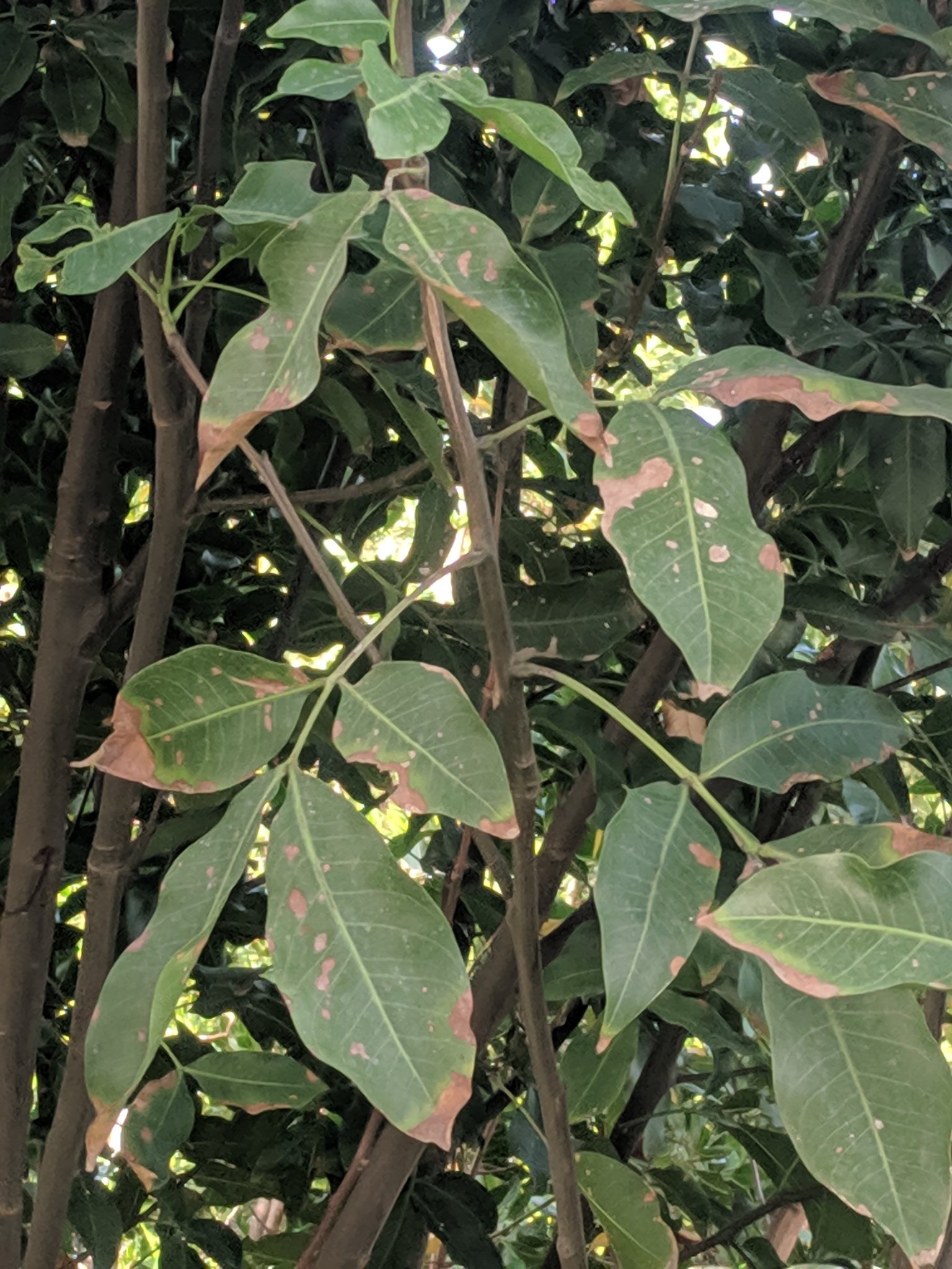 Kenepa — Melicoccus bijugatus