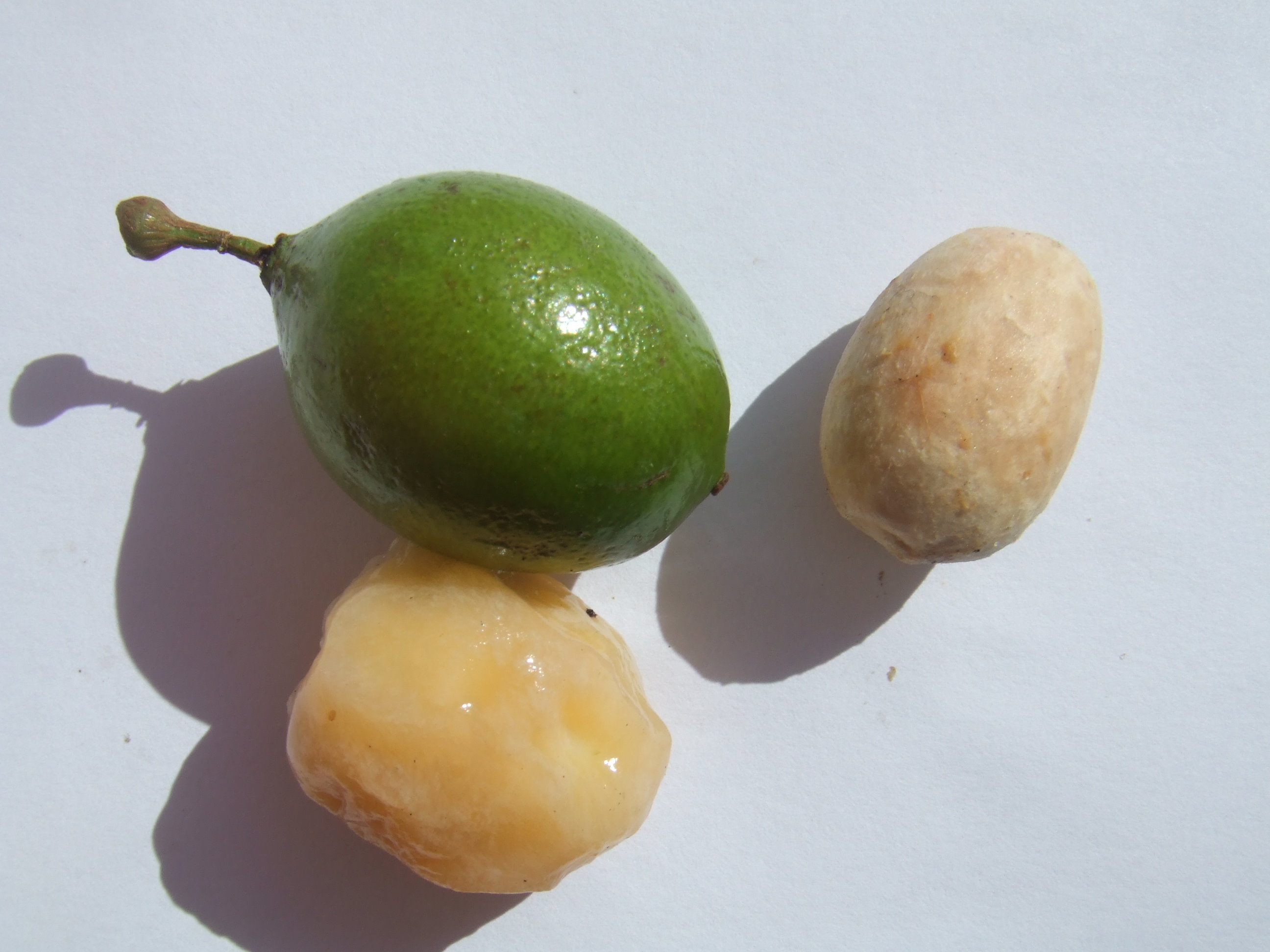 Een groene kenepavrucht, een geschilde vrucht met lichtoranje vruchtvlees en een losse bleke pit op een lichte ondergrond.