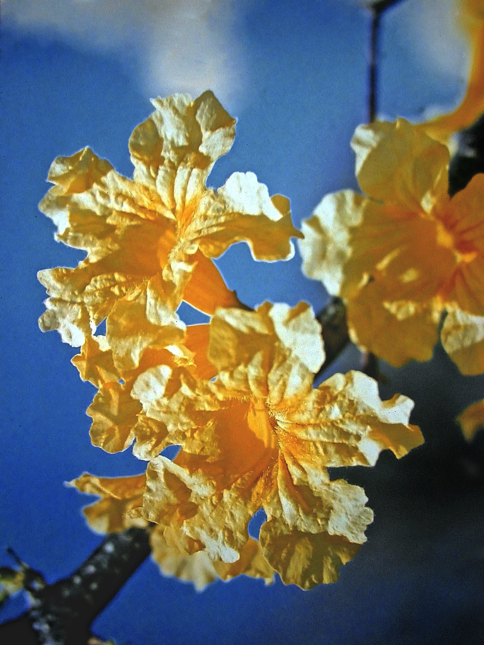 Kibrahacha — Handroanthus billbergii