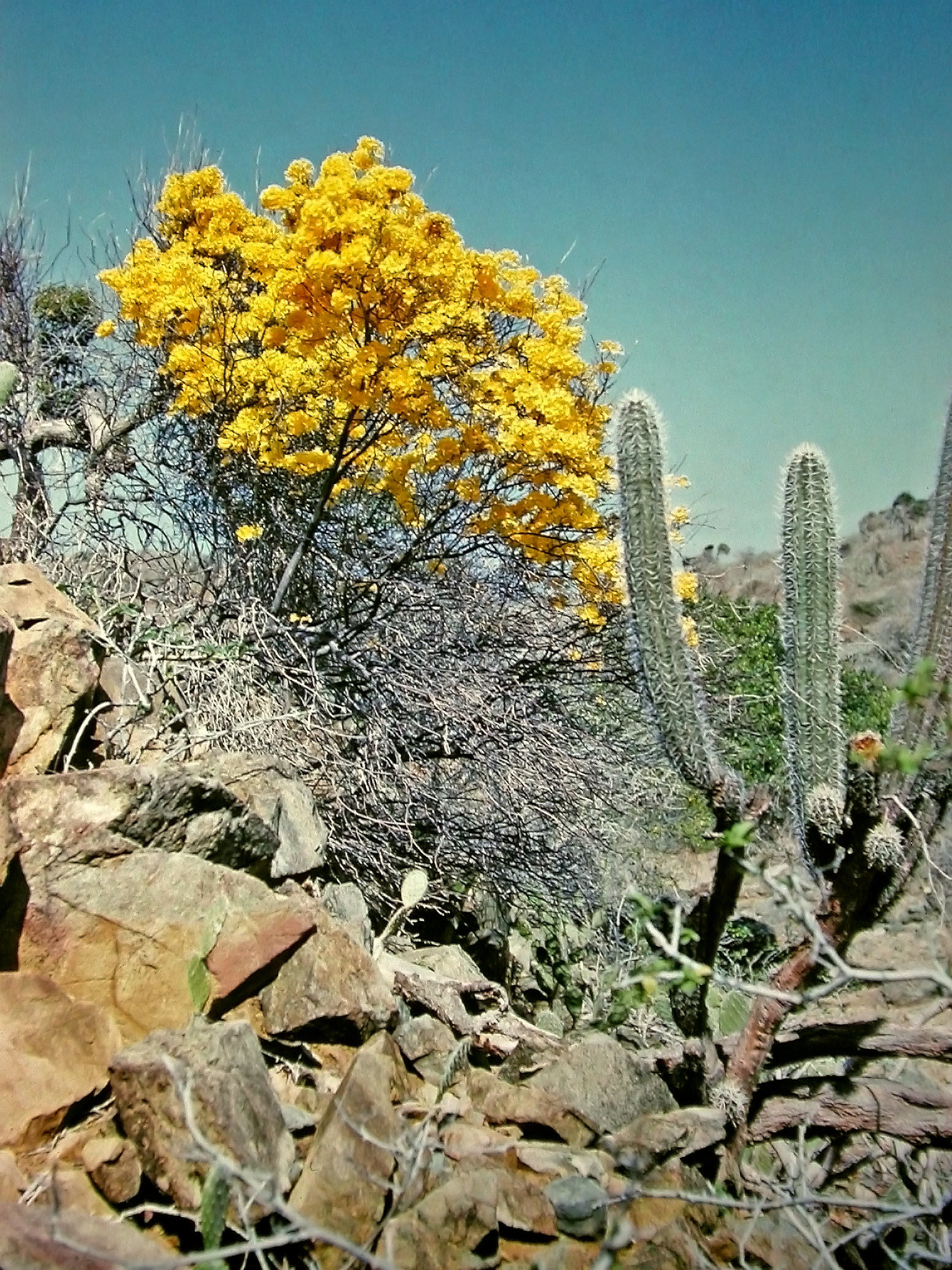Kibrahacha