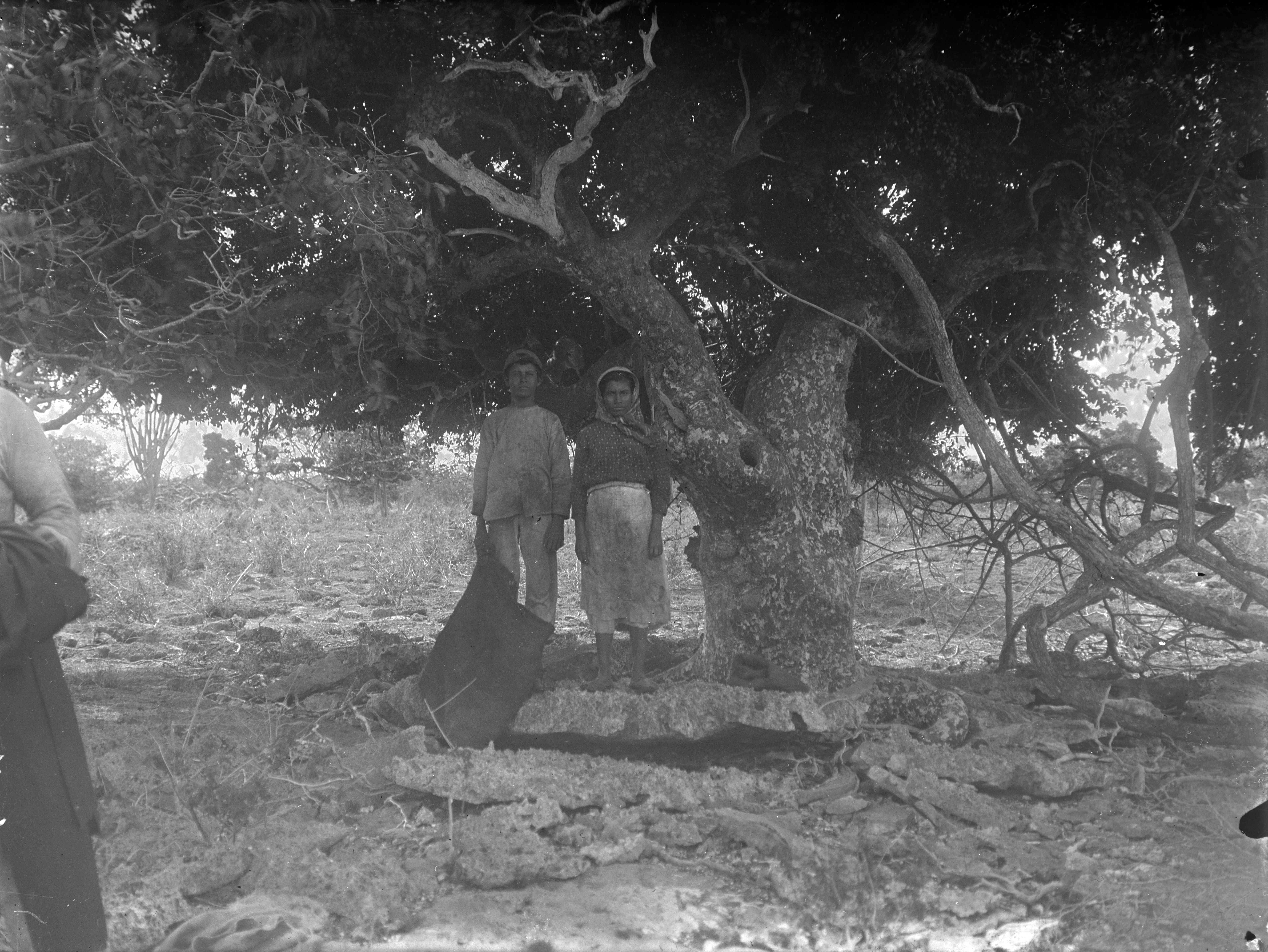 Historische foto van kolenbranders die onder een Guaiacum-boom op Klein Bonaire poseren, gedateerd 1906–1910.