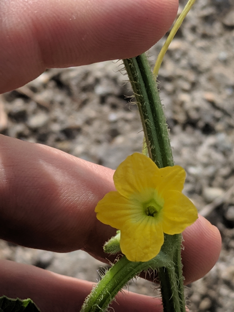 Gele bloem en gekrulde ranken.