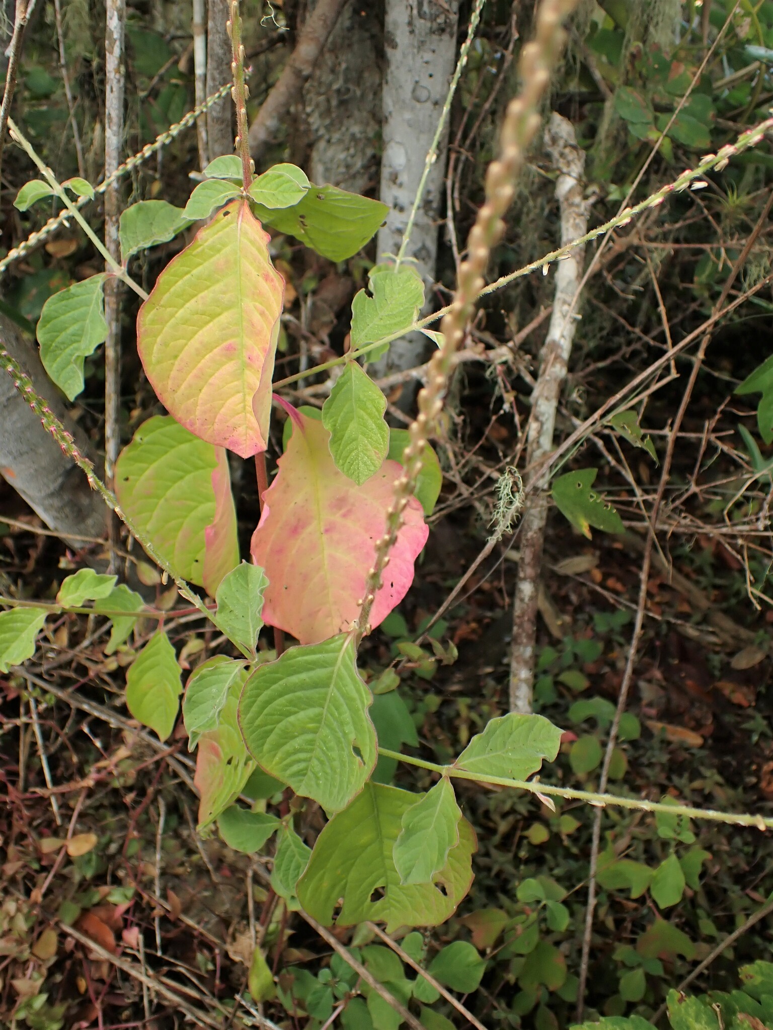 Koriente — Achyranthes aspera