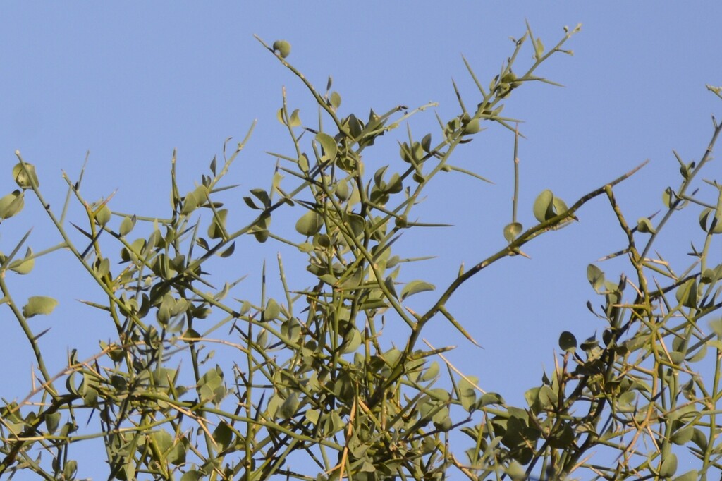Korona di Hesus — Balanites aegyptiaca