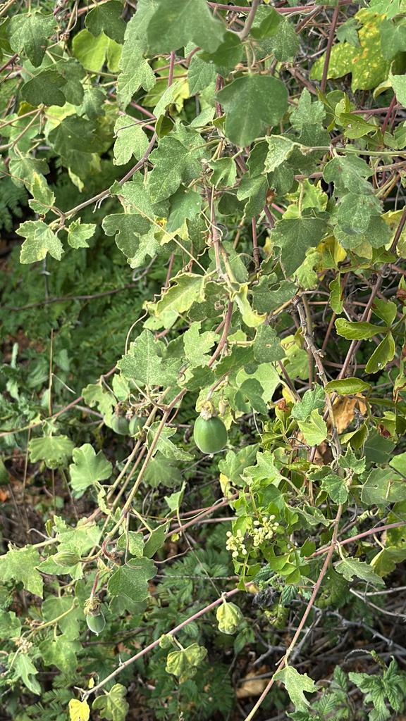 Korona di Labirgen — Passiflora foetida-complex