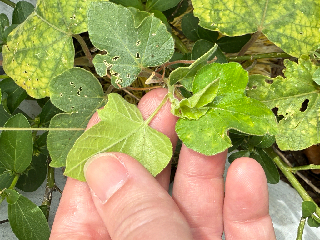 Een jonge groene vrucht van de wilde passiebloem op Aruba, binnen de fijne schutblaadjes.
