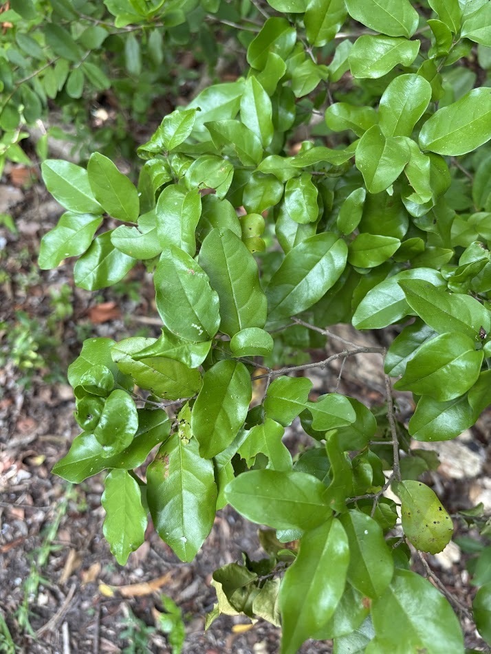 Koubati — Krugiodendron ferreum
