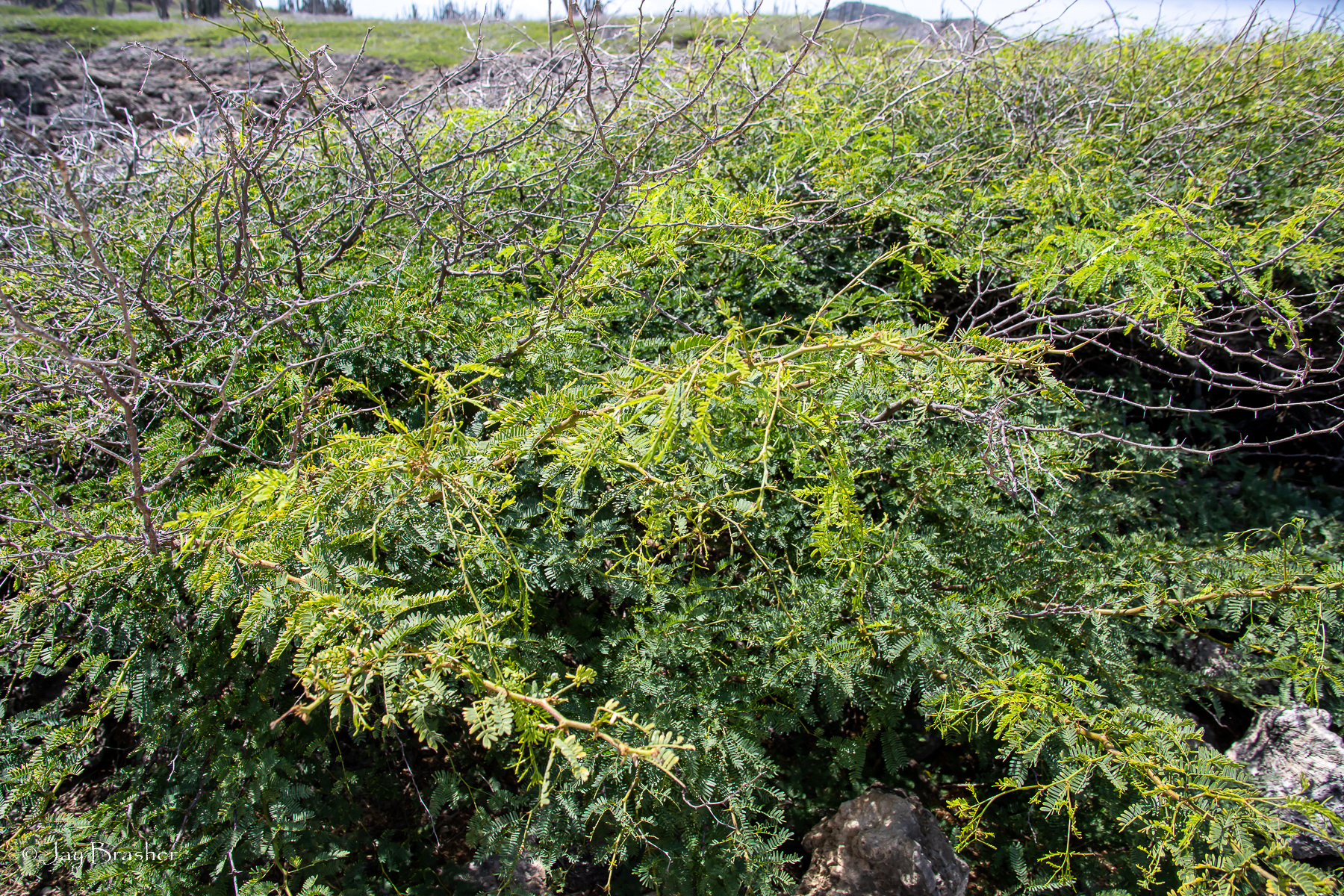Kuida — Neltuma juliflora