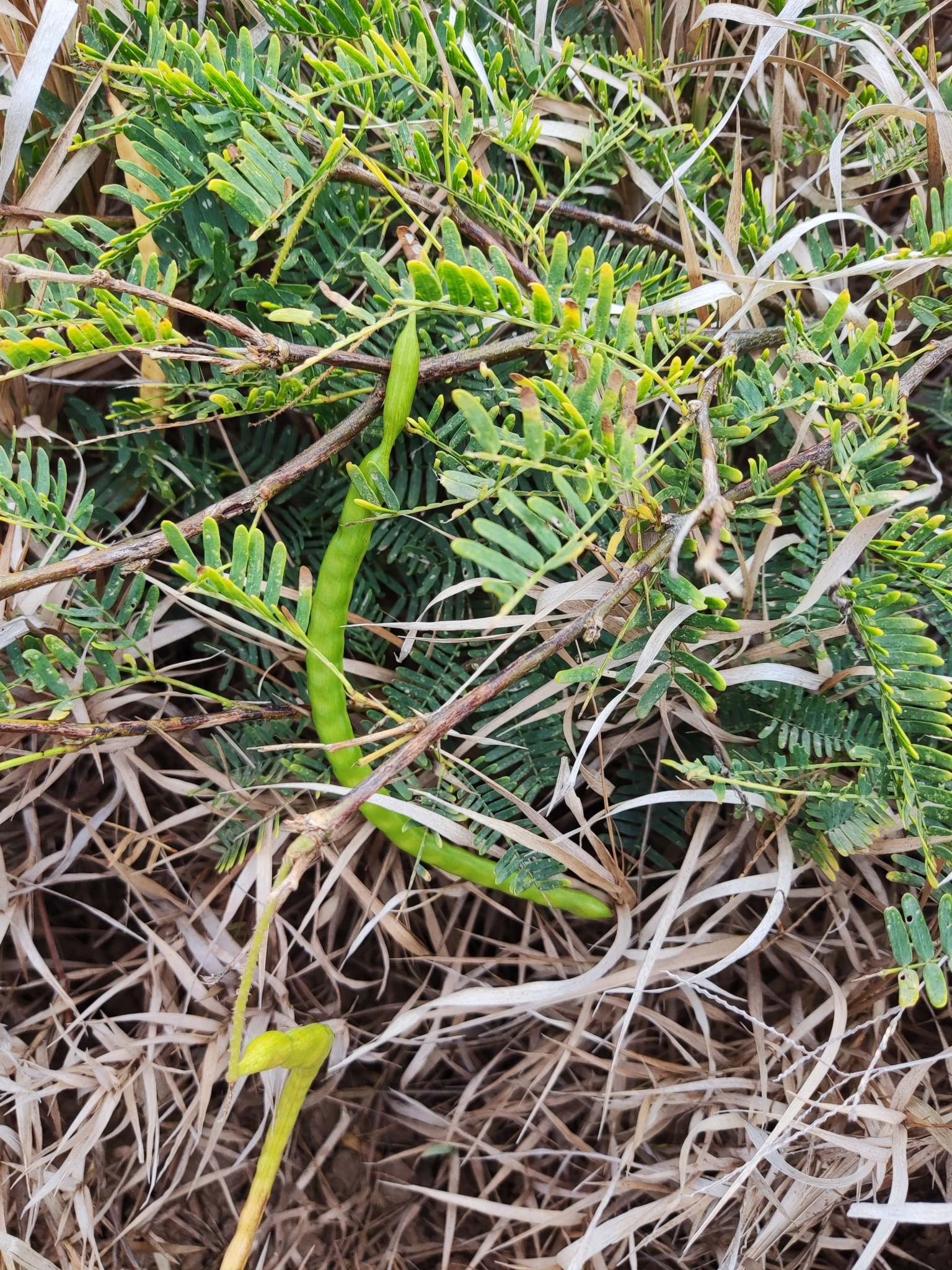 Lichte langwerpige bloeiaar van Kuida, fijn verdeeld blad en doornige tak op Bonaire.