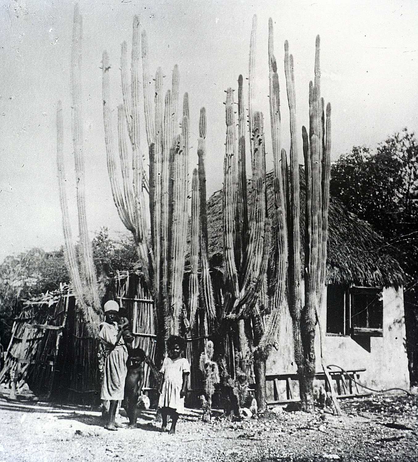 Historische zwart-witfoto uit Fontein: bewoners voor een huis met rieten dak, met hoge zuilcactussen en een omheining.