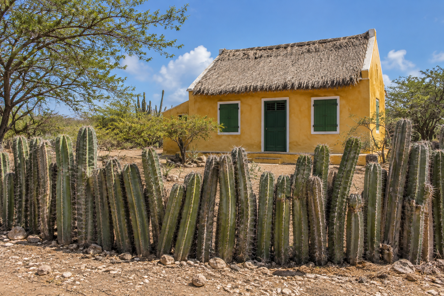 Illustratie van een geel kunukuhuis met een levende cactusomheining