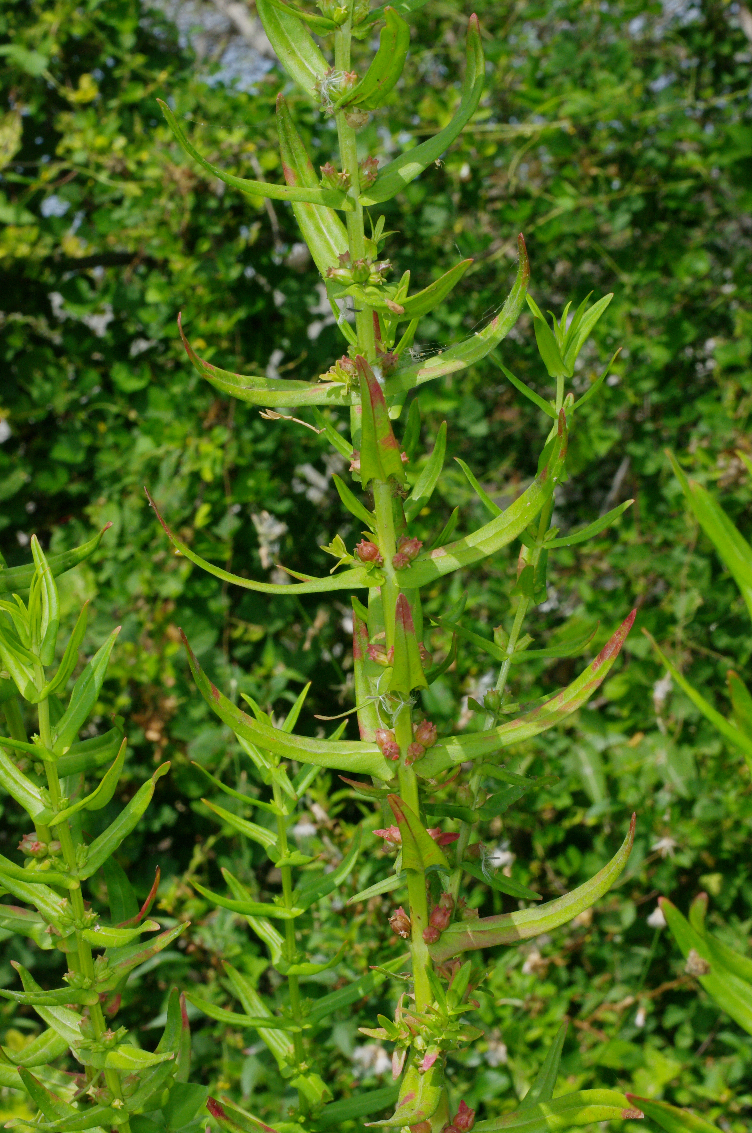 Mata Kombles — Ammannia latifolia