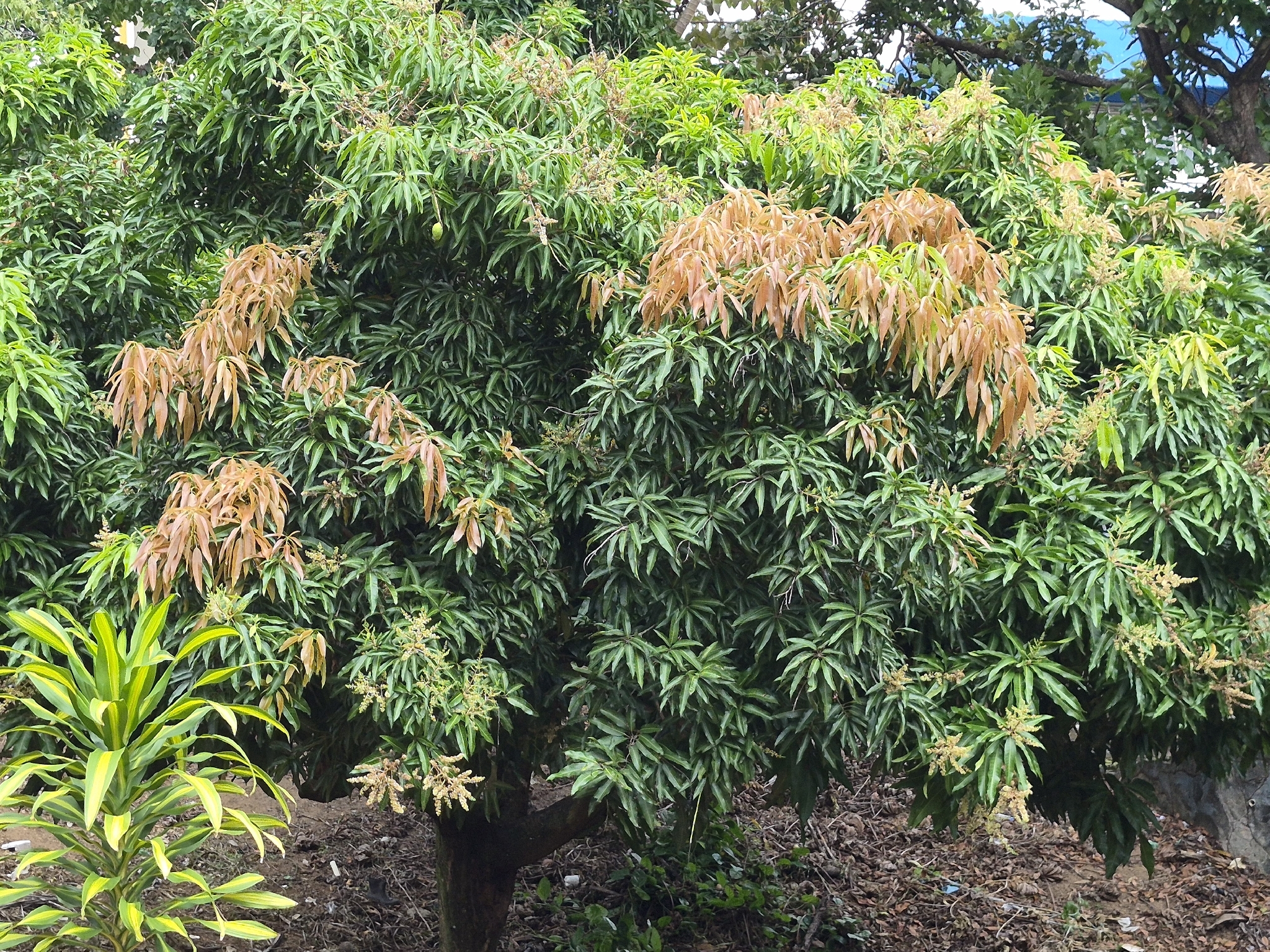 Mango — Mangifera indica