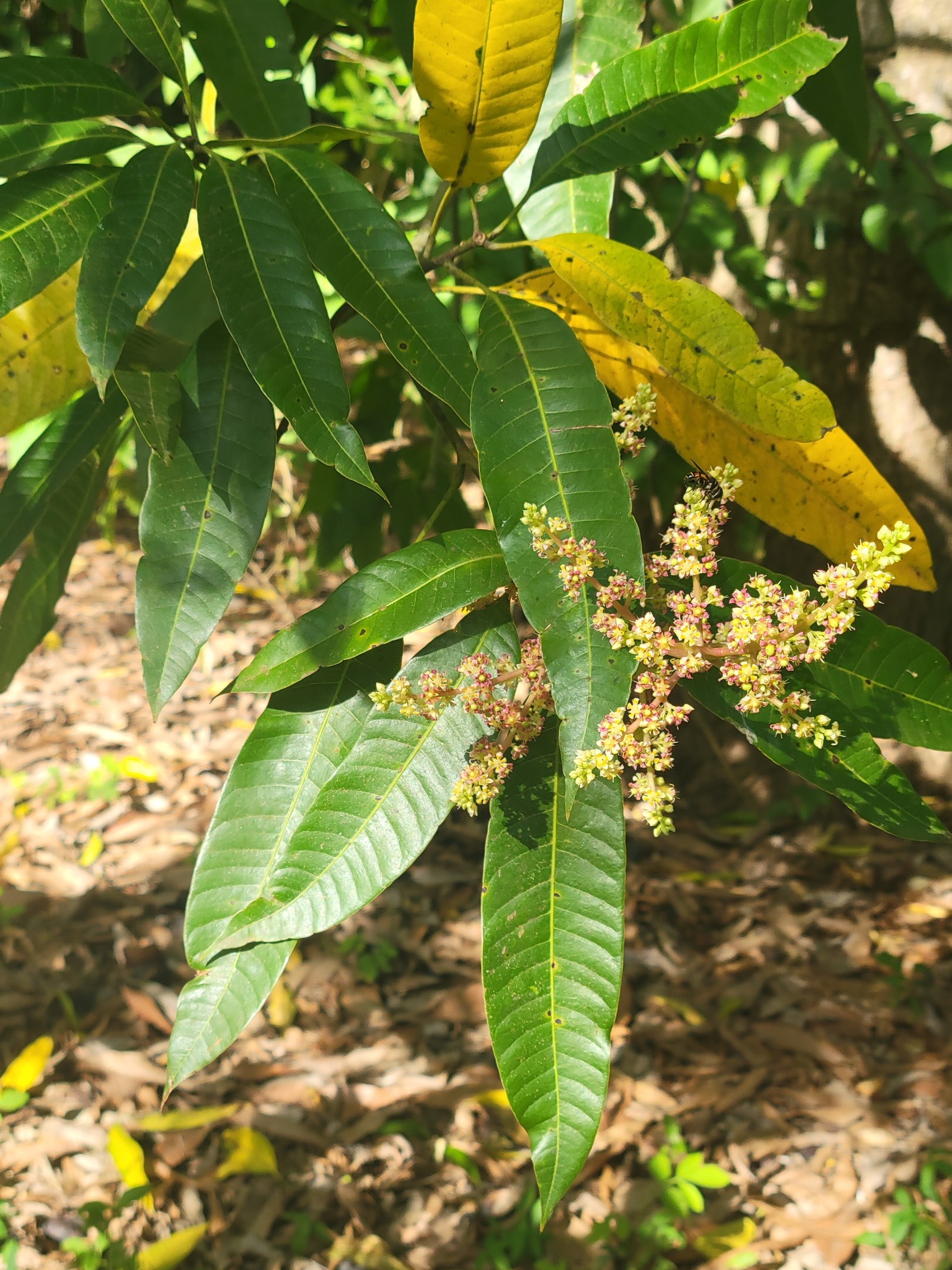 Mangobloemen tussen de lange bladeren in Riohacha, Colombia.