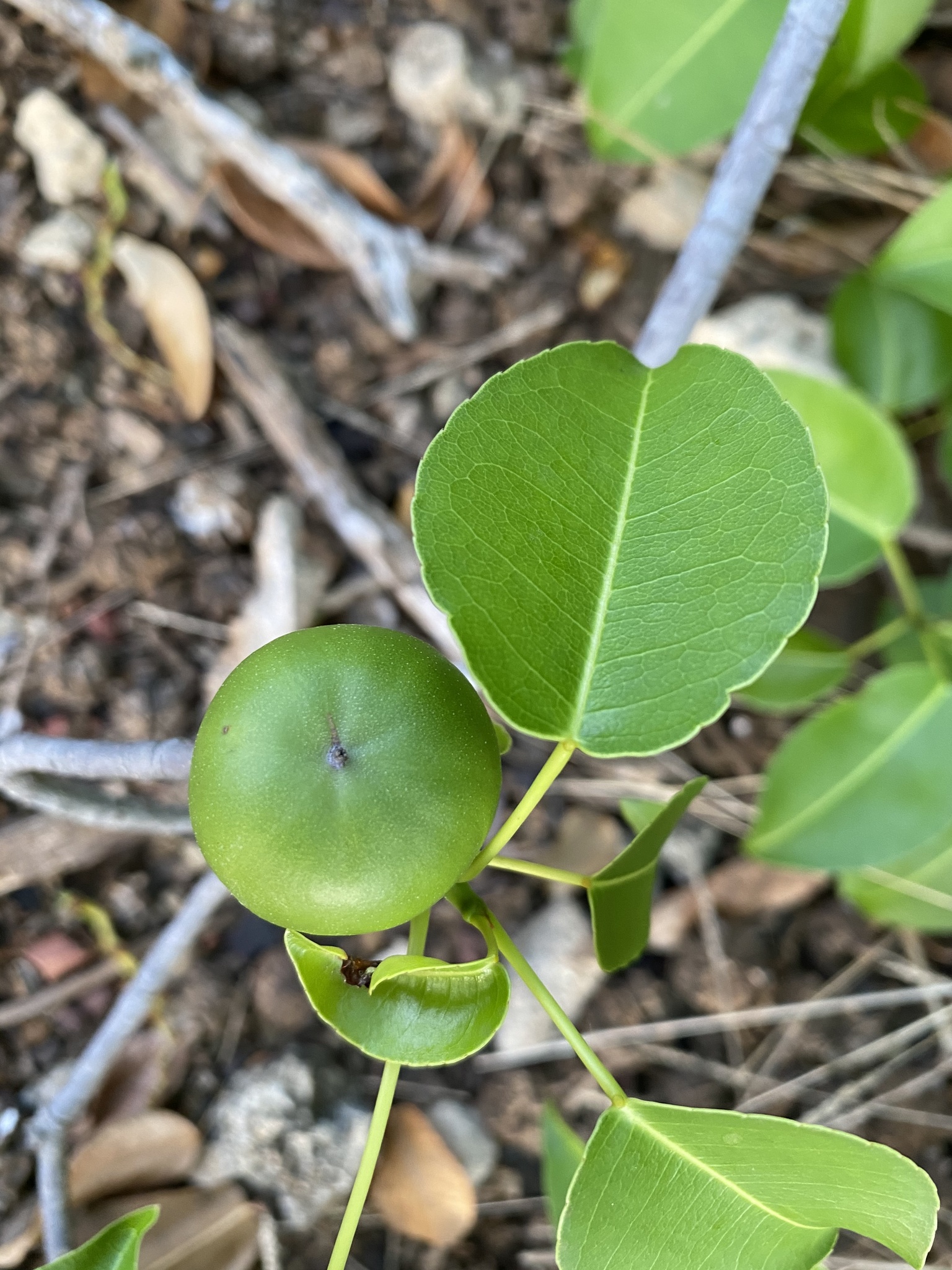 Groene Manzaliña-vruchten en glanzend blad op Bonaire.