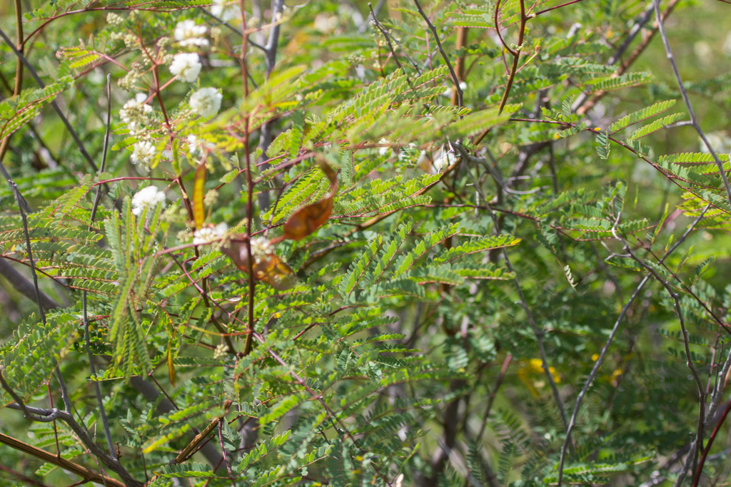 Negrita di malpais — Acaciella glauca