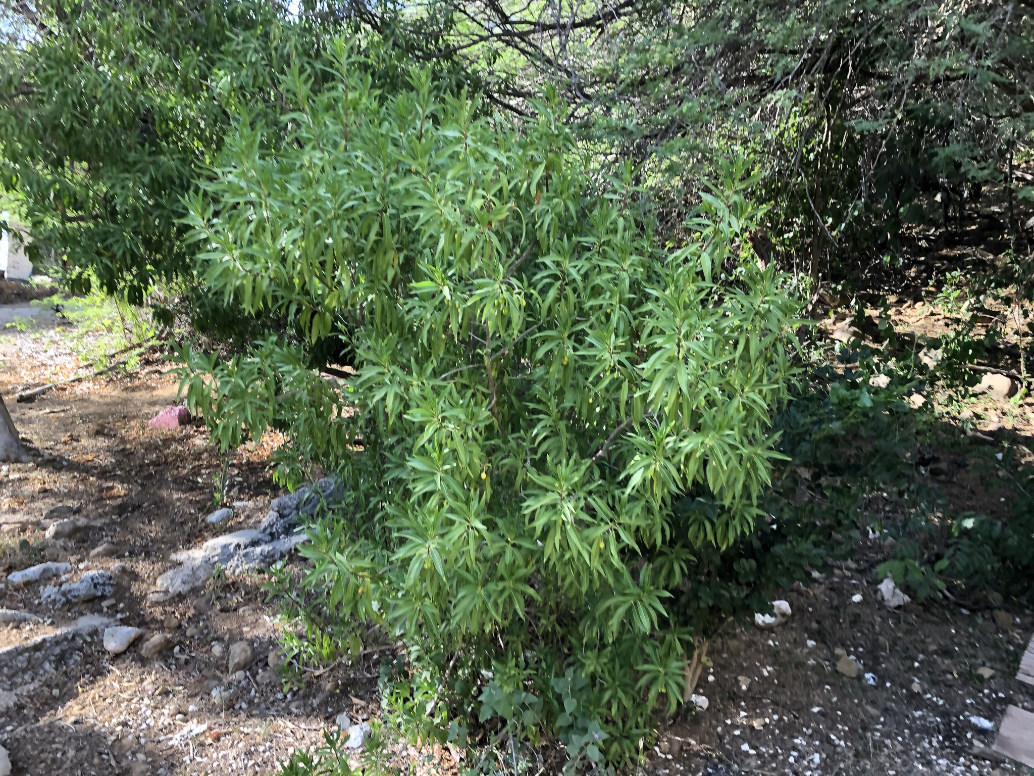 Oleifi — Bontia daphnoides