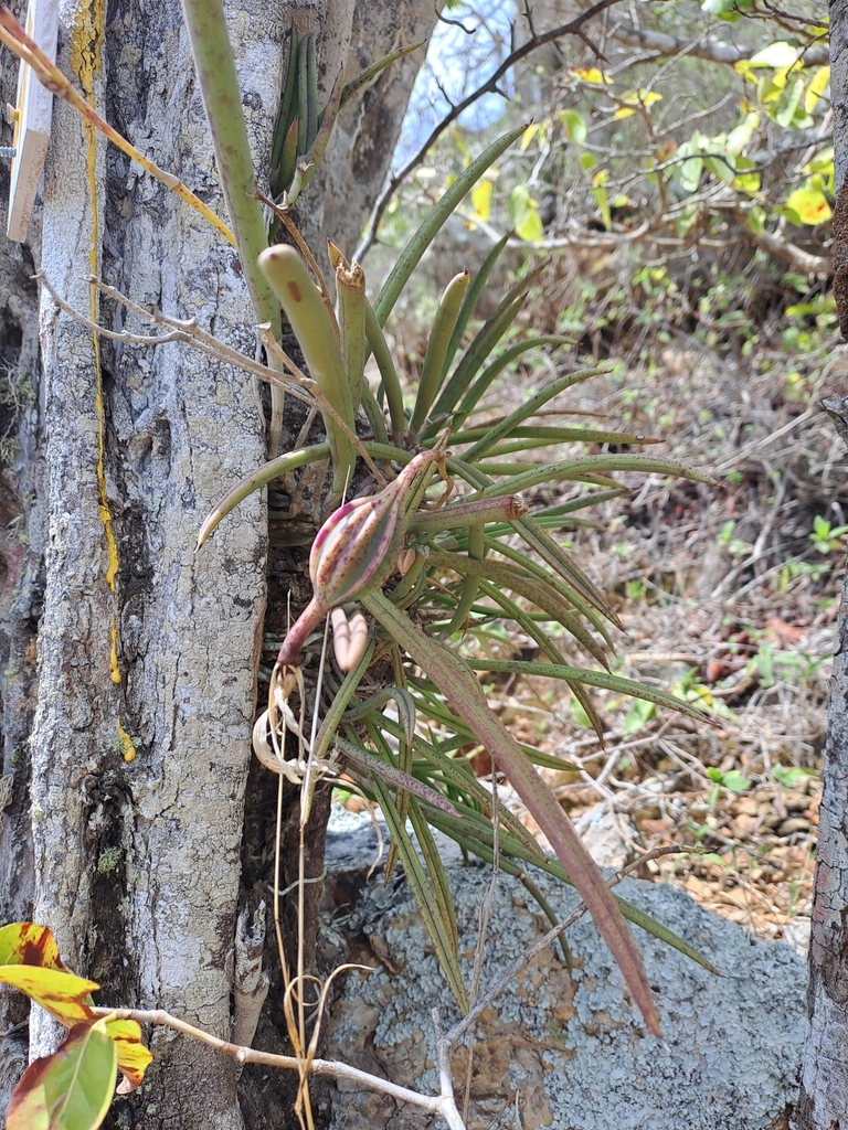 Orkidia blanku — Brassavola nodosa