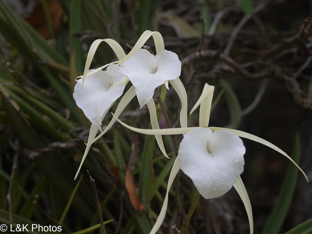 Witte bloemen met een brede lip en smalle bloemonderdelen.