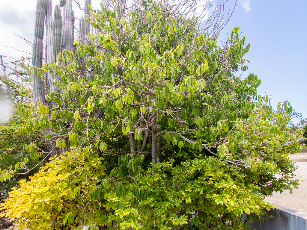 Palu di Boneiru — Casearia tremula