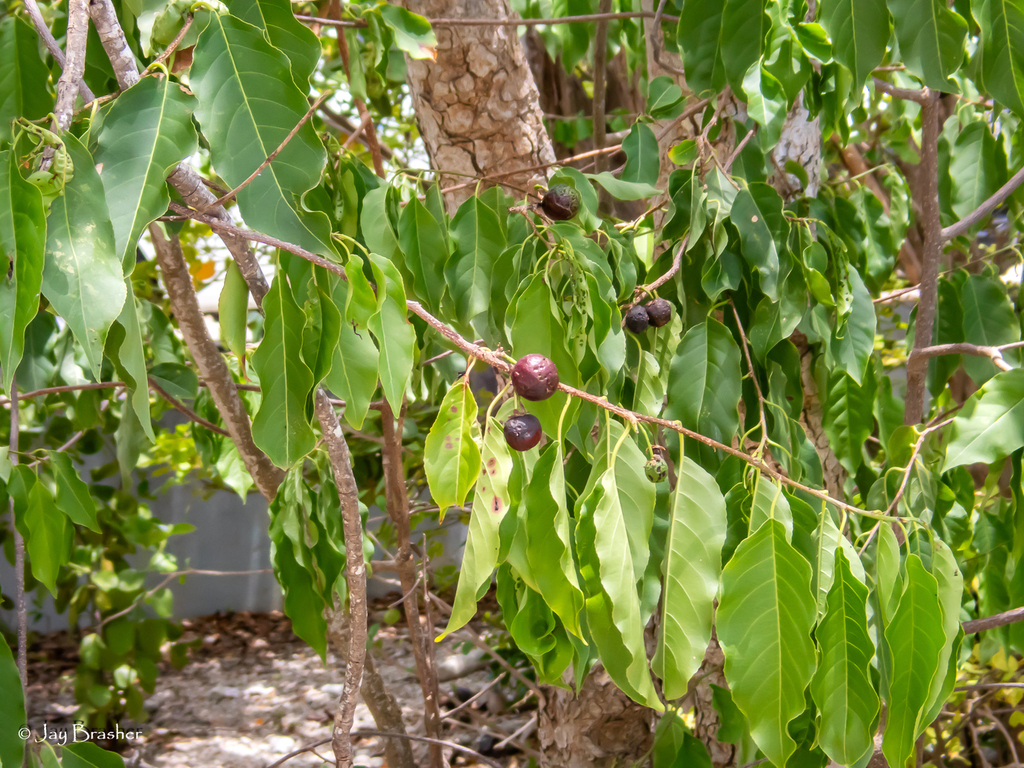 Bladeren en vruchten van Palu di Boneiru op Bonaire.