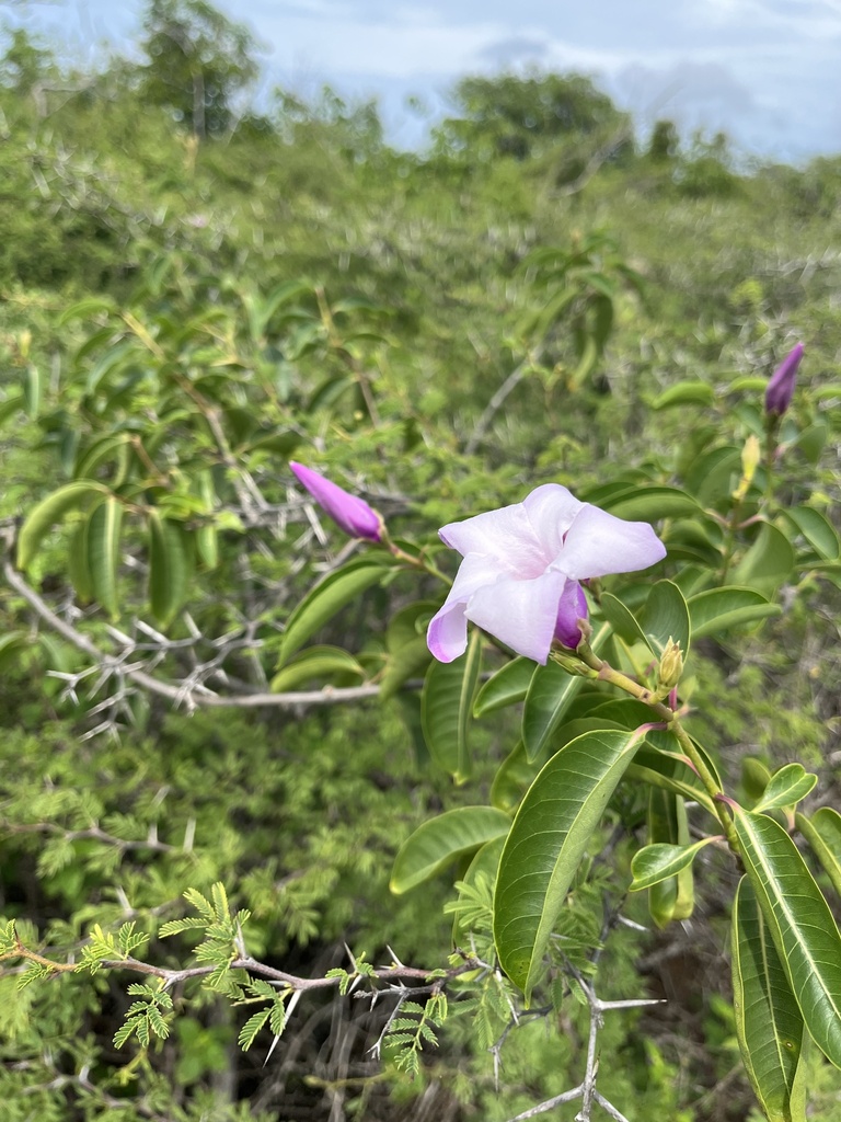 Palu di lechi — Cryptostegia grandiflora