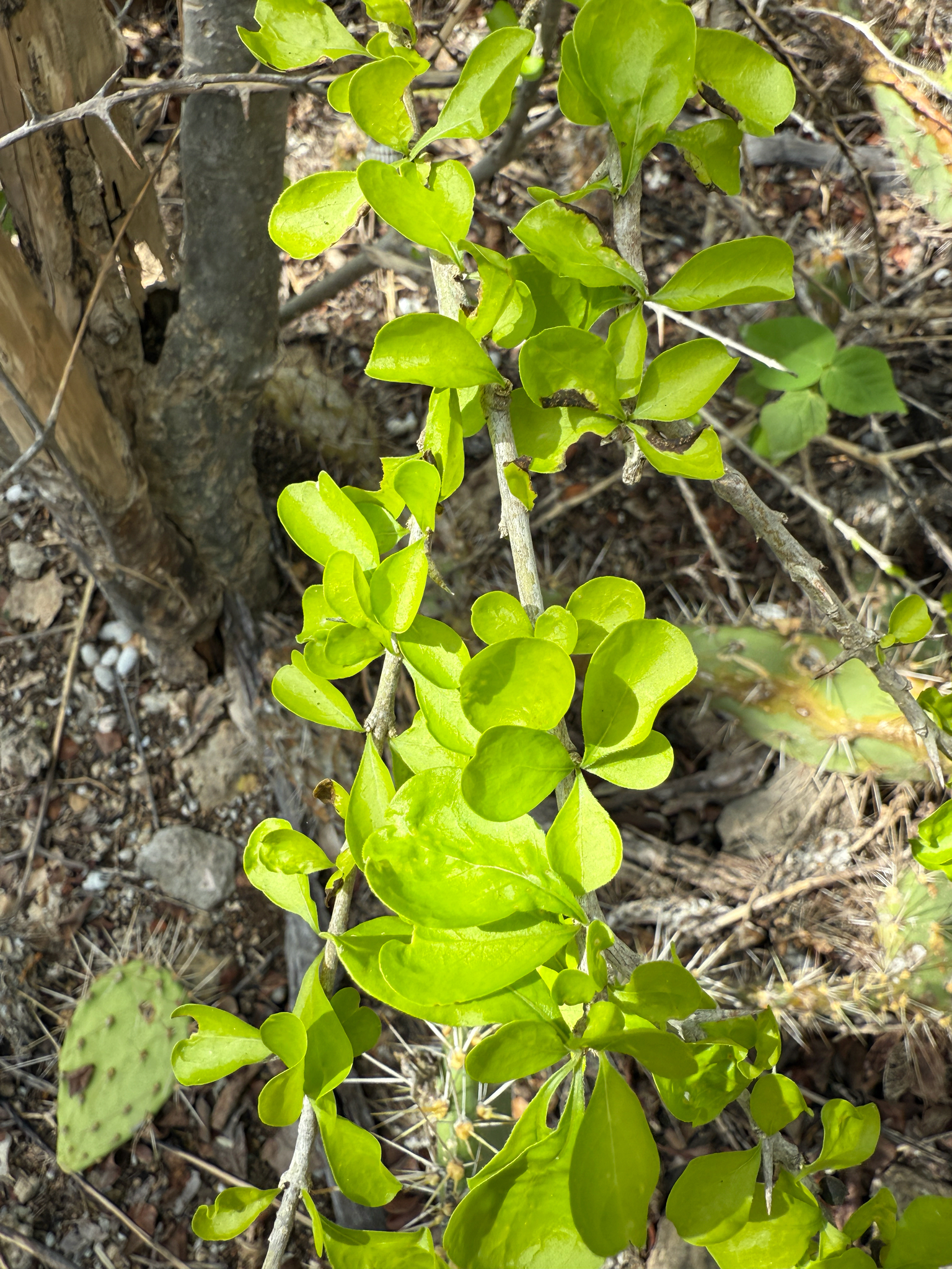 Palu di lele — Randia aculeata
