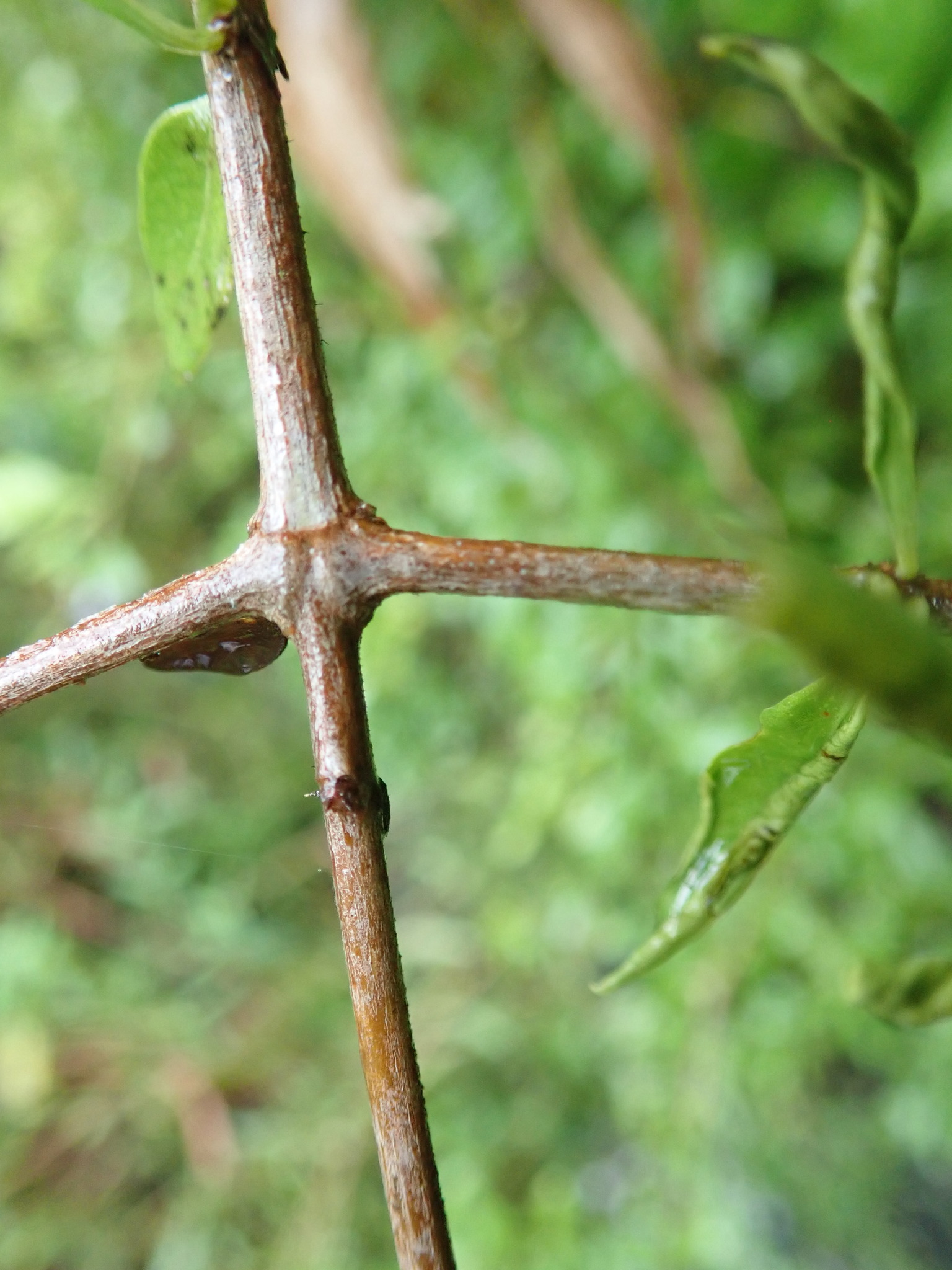 Detail van de tegenover elkaar staande doornen van Randia aculeata in Belize.