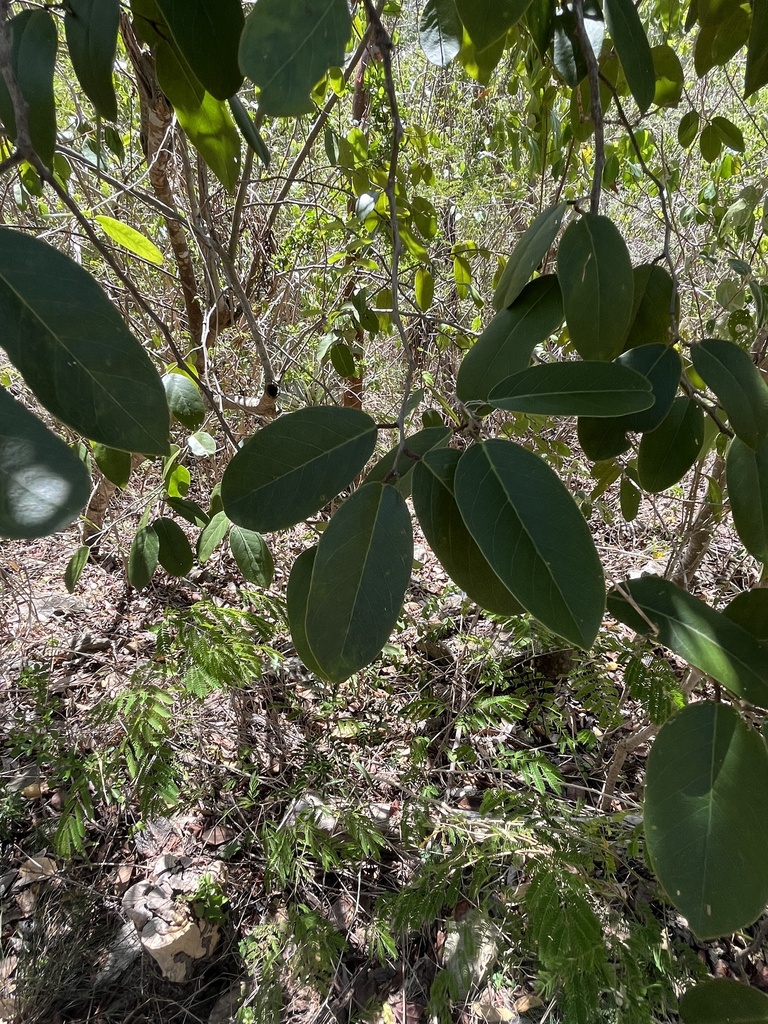 Palu di lora — Morisonia hastata