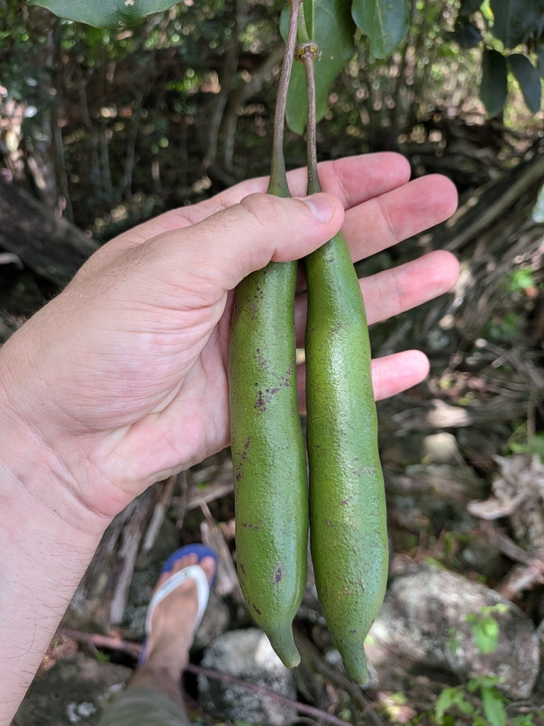 Lange groene vruchten van Palu di lora op Dominica.