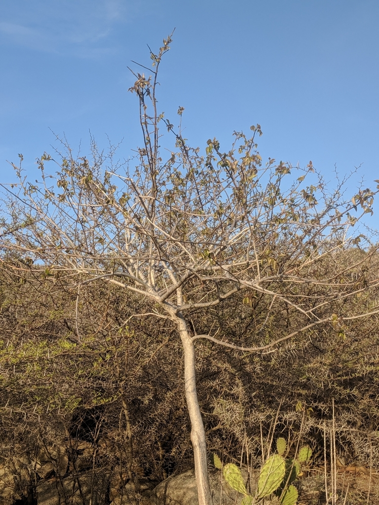 Palu di sia blanku — Bursera karsteniana
