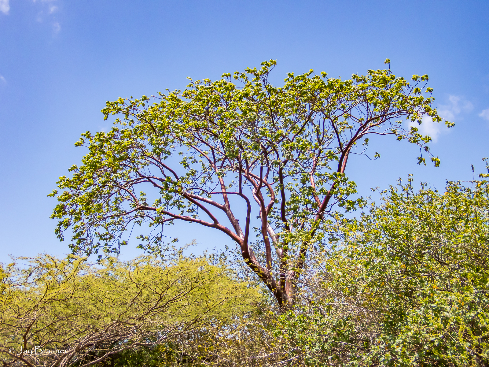 Palu di sia kòrá — Bursera simaruba