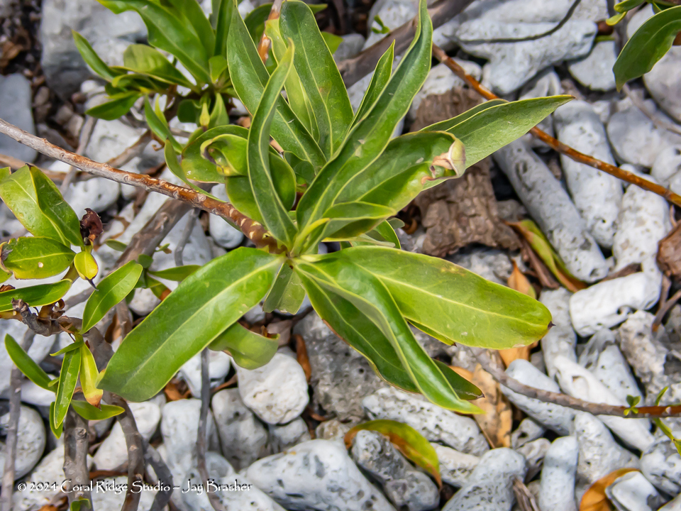 Pan di diabel — Morinda royoc