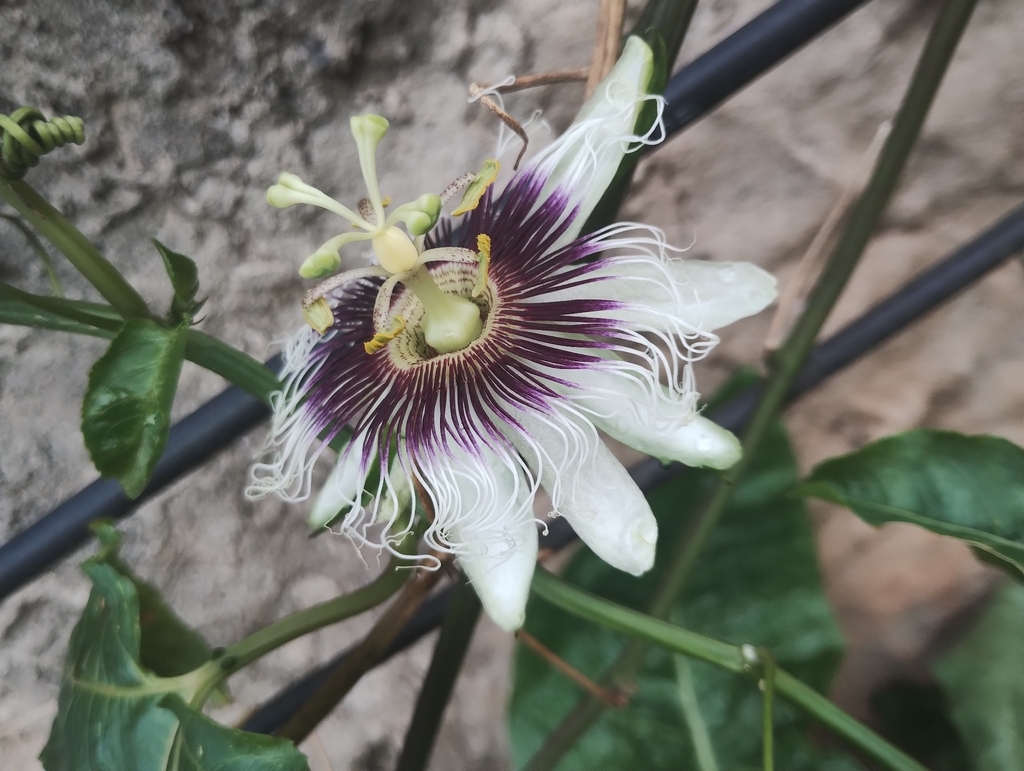 Parchita — Passiflora edulis