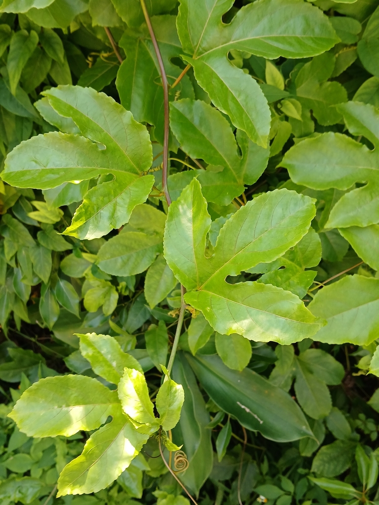De gelobde bladeren en klimmende stengels van Parchita in Florida.