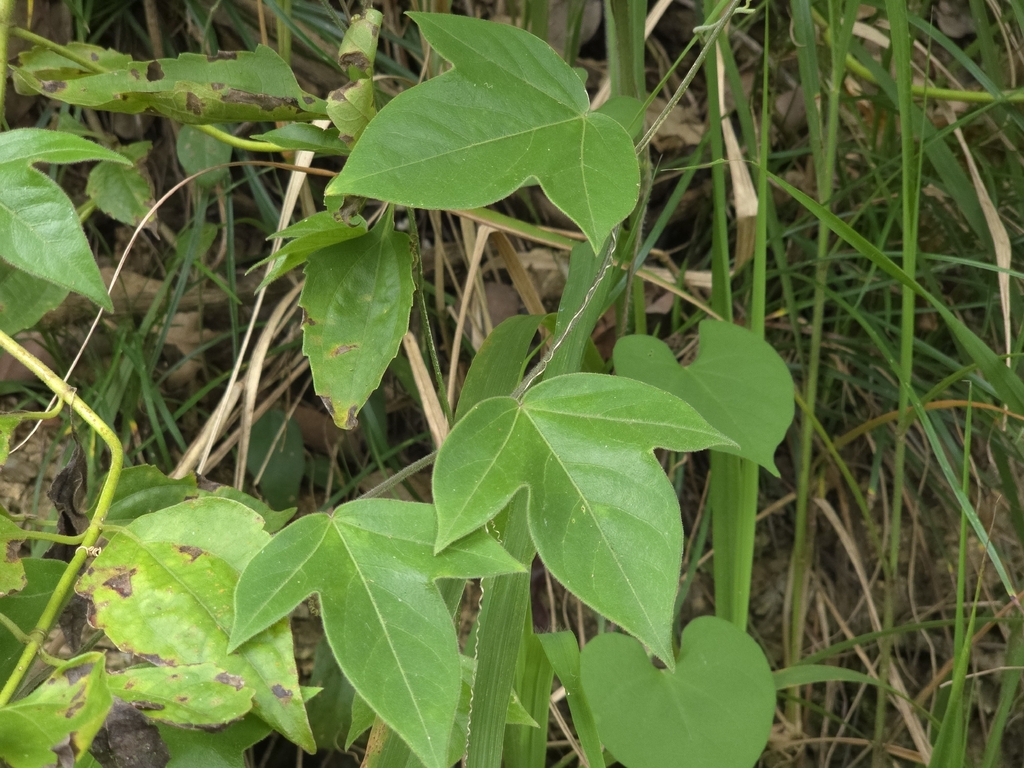 Beshi di tinta — Passiflora suberosa