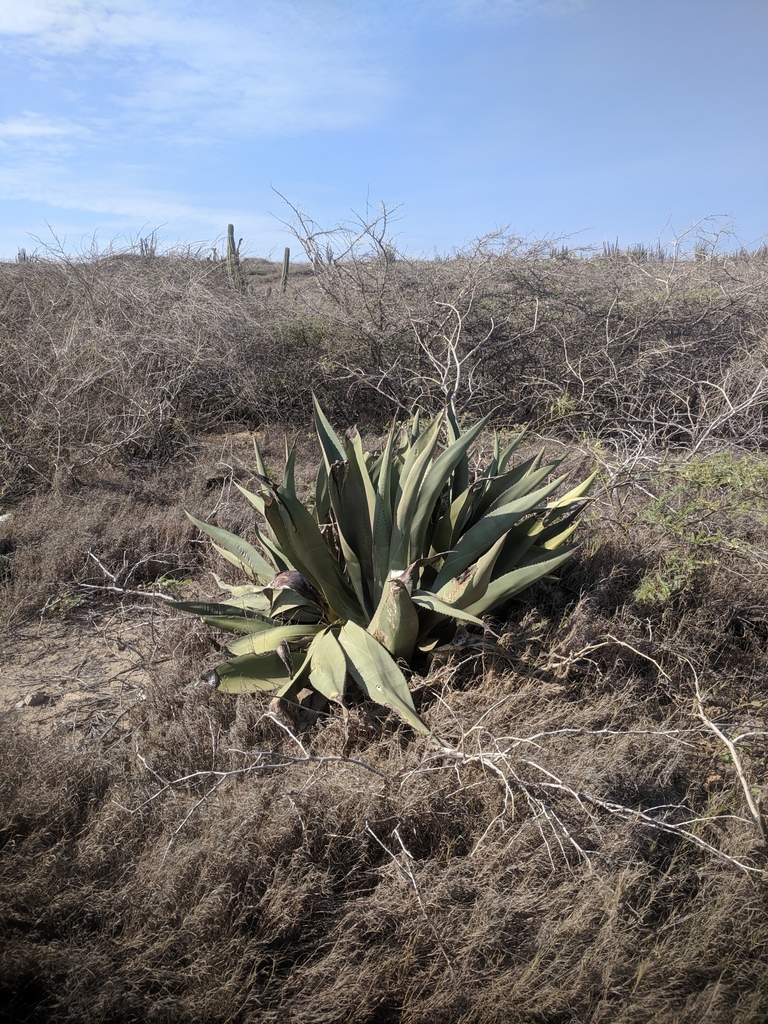 Pita di tranké — Agave karatto