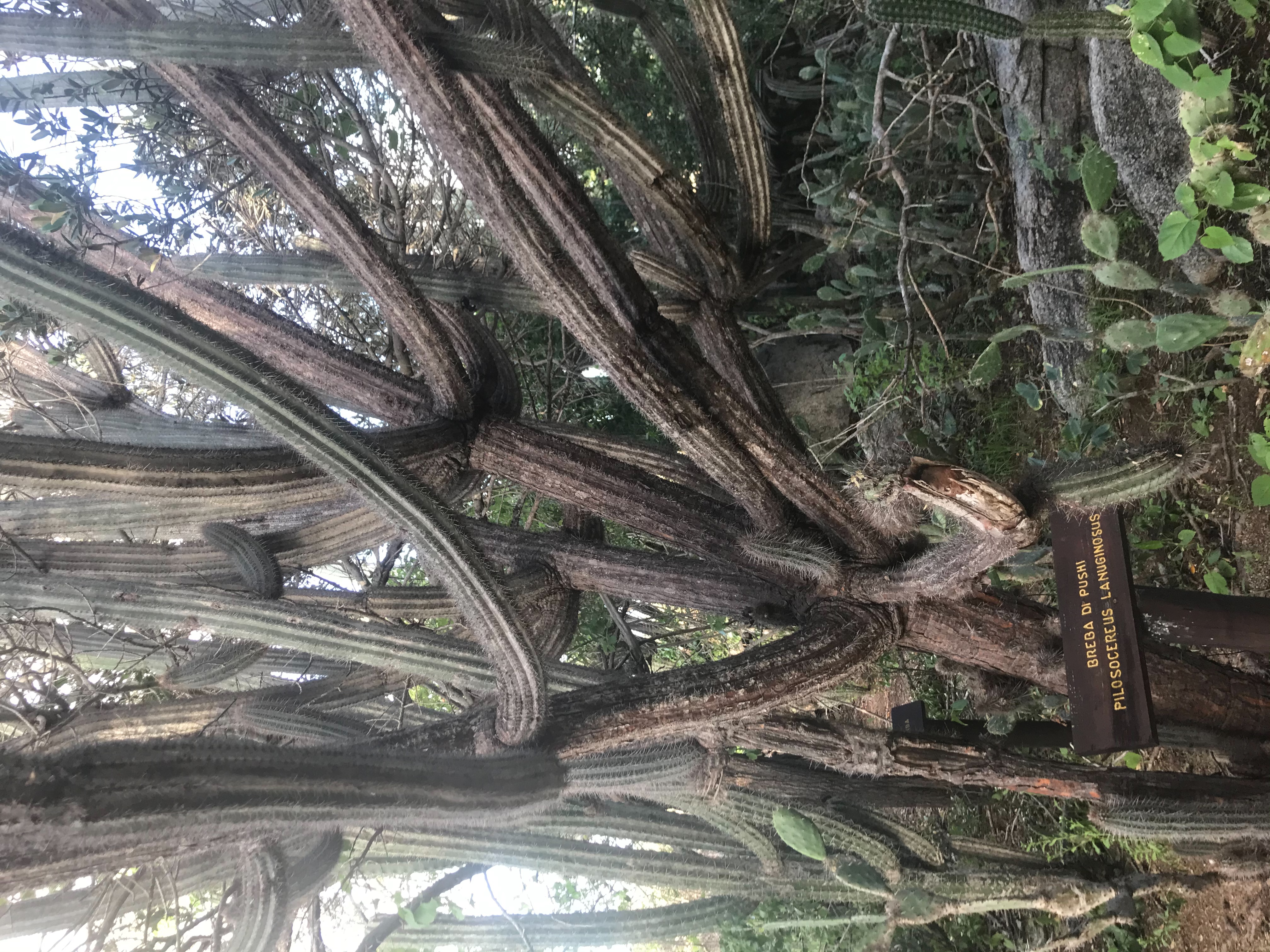 Kadushi di pushi — Pilosocereus lanuginosus