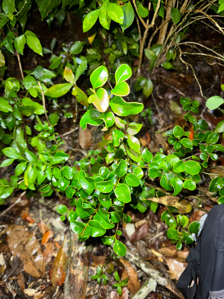 Rambèshi — Sideroxylon obovatum
