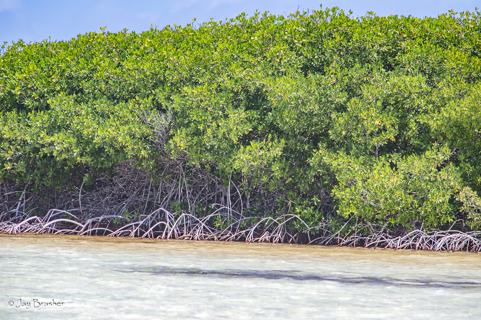 Rode mangrove — Rhizophora mangle
