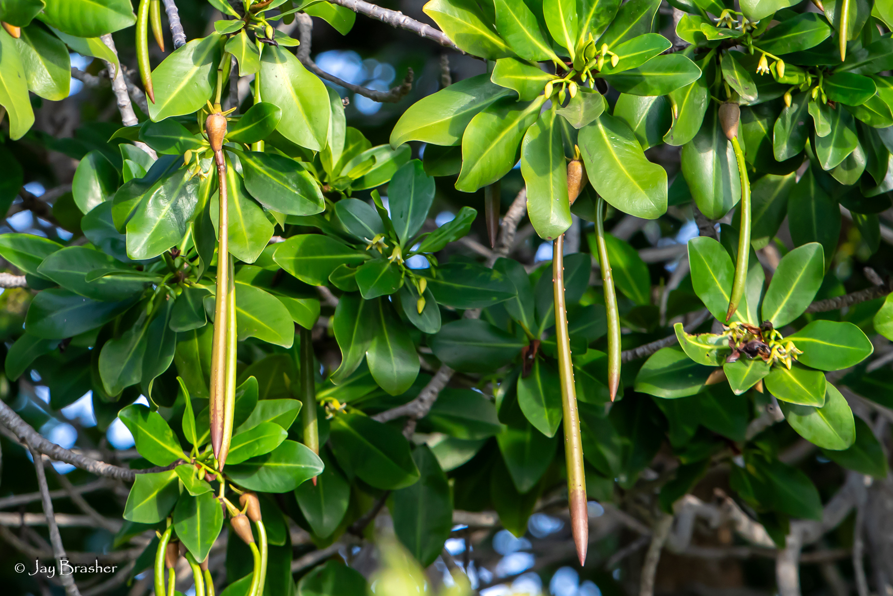 Rode mangrove met langwerpige glanzende bladeren en lange groene hangende kiemplanten op Bonaire.