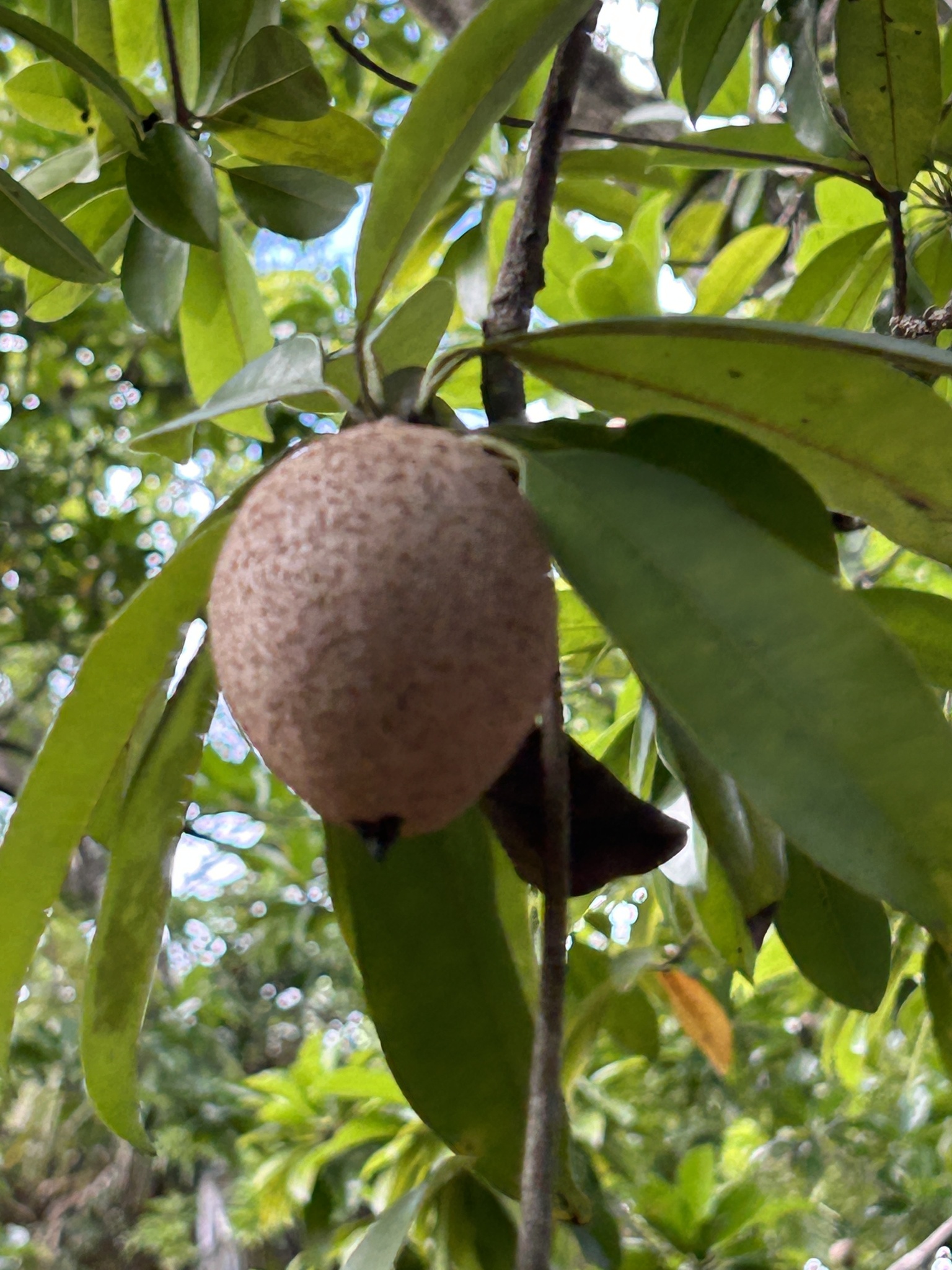Sapotille — Manilkara zapota