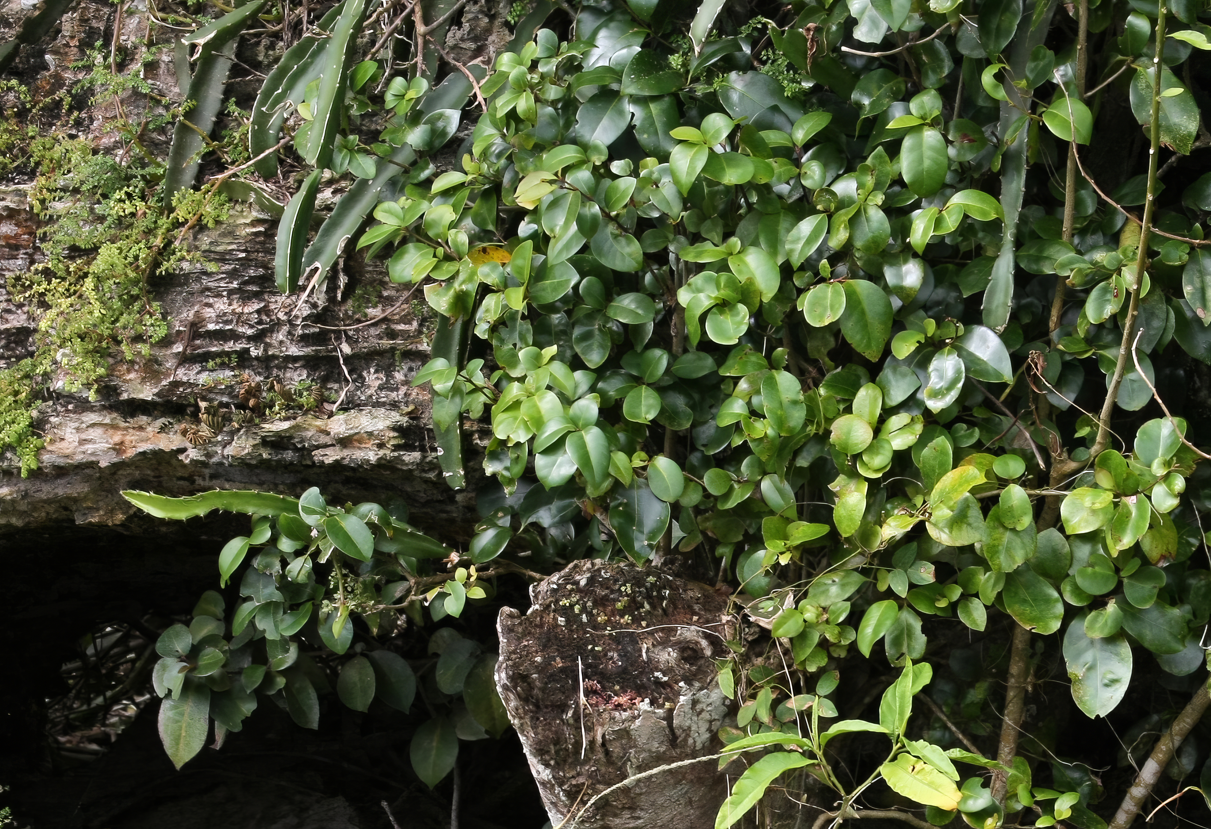 Groen Shimaruku-blad groeit tussen rotsen en andere planten op het eiland Sint Maarten.