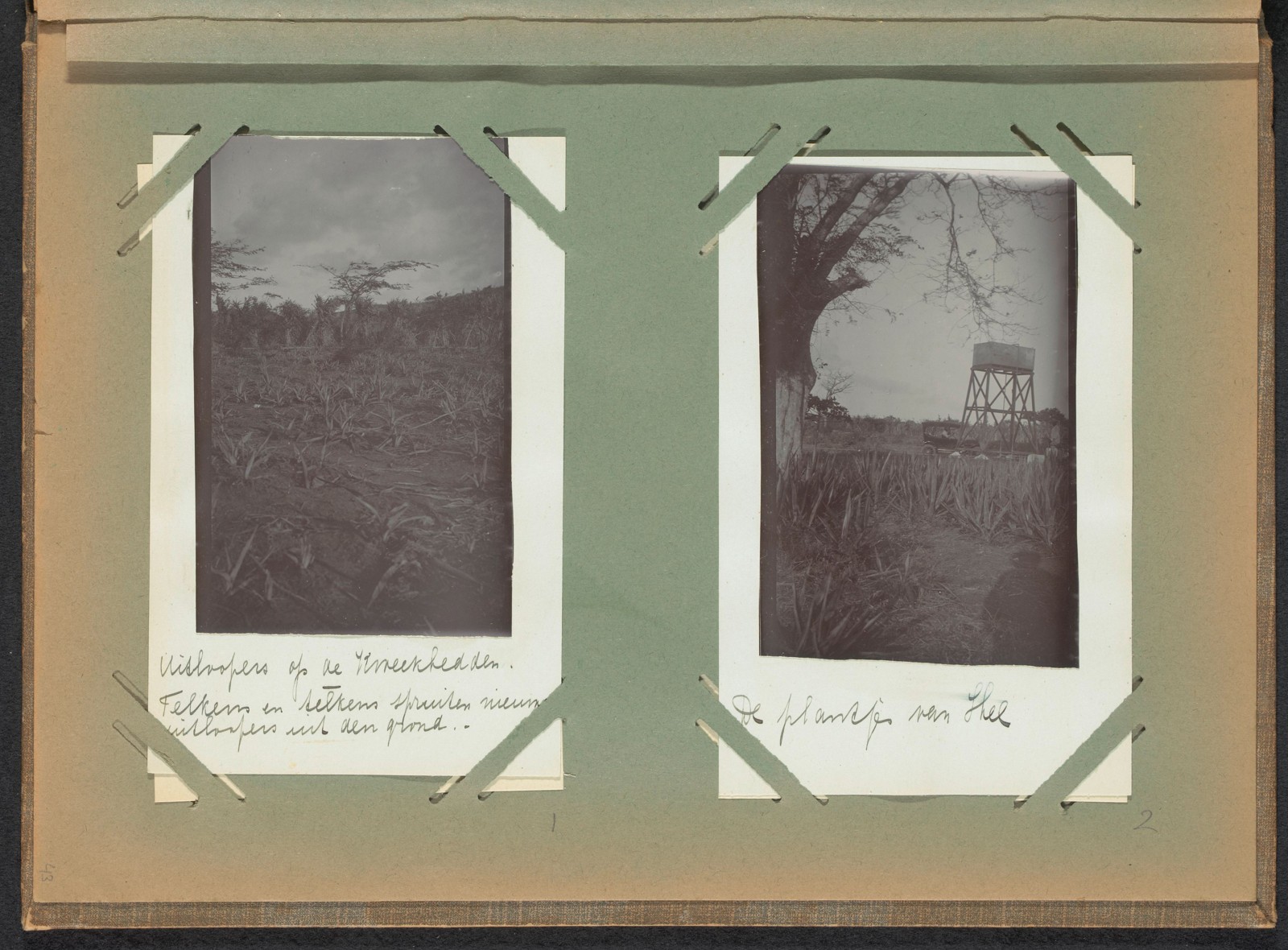 Albumblad met sisalkweekbedden op Mount Pleasant, Curaçao, ca. 1912–1913.