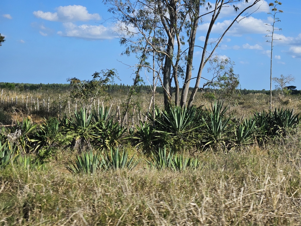 Sisal — Agave sisalana
