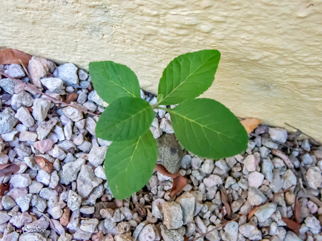 Skopet — Ruellia tuberosa