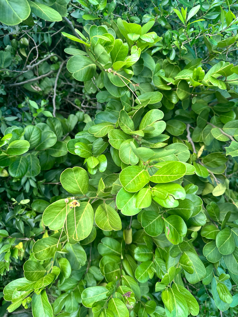 Stoki — Morisonia flexuosa