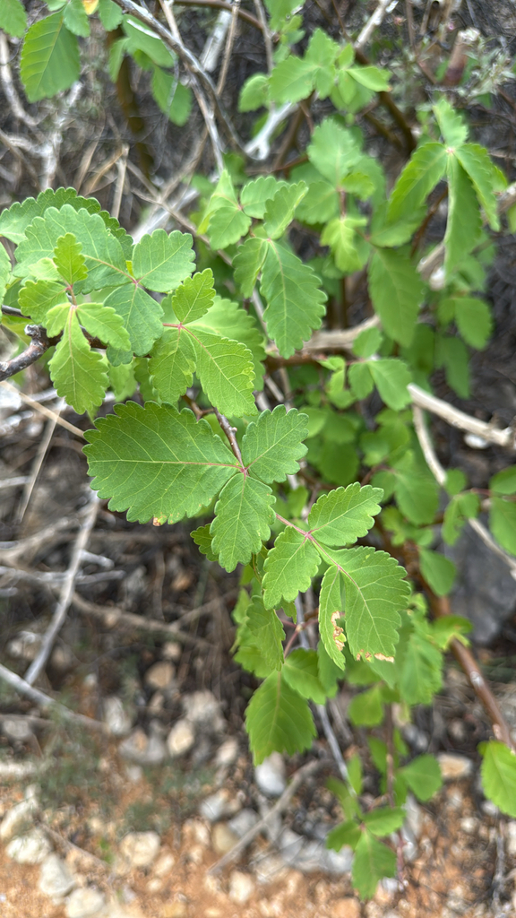 Takamahak — Bursera tomentosa