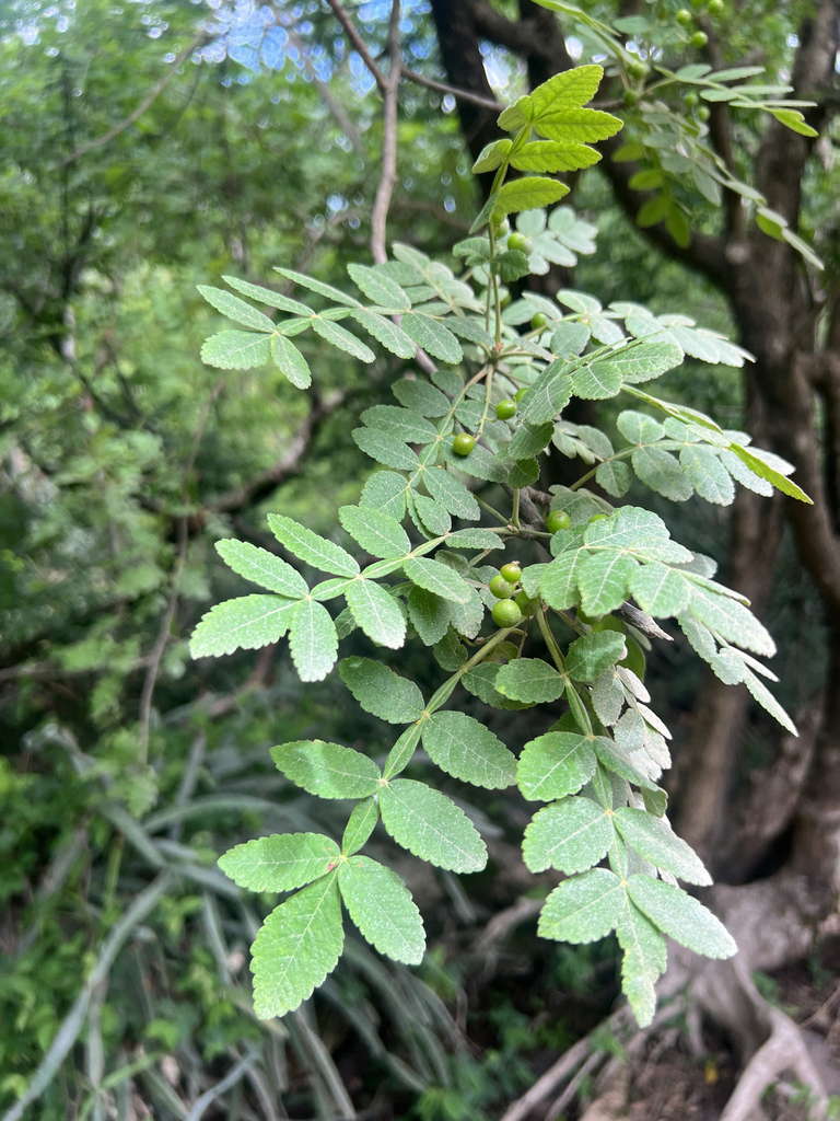 Samengestelde bladeren van Takamahak in Costa Rica.