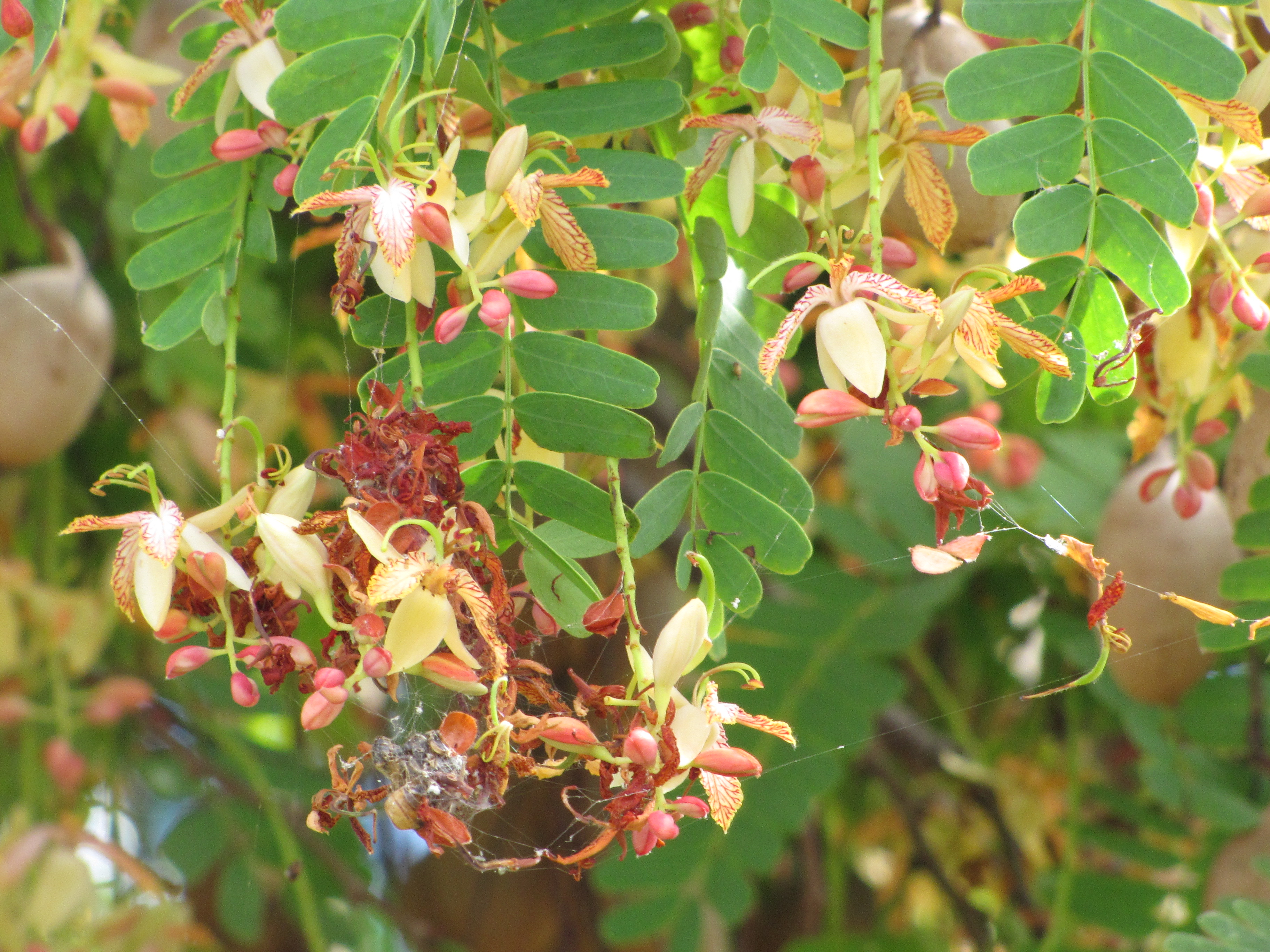 Tamarein — Tamarindus indica